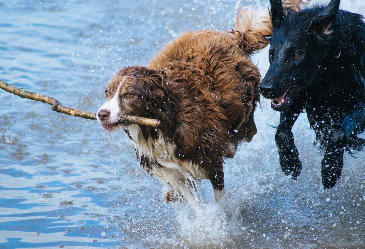 Original photo of two dogs running side-by-side in shallow water